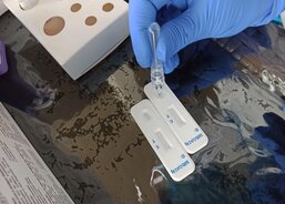 Antigenní testování veřejnosti na SARS-CoV-2