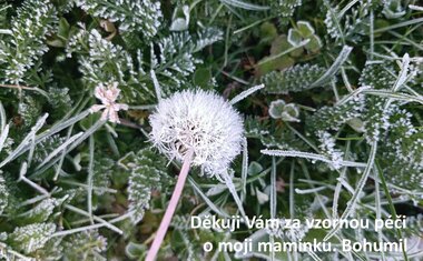 Charitní pečovatelská služba Zlín
